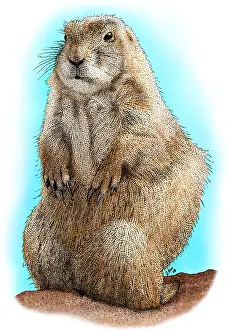 Rodentia Prints: Black-Tailed Prairie Dog