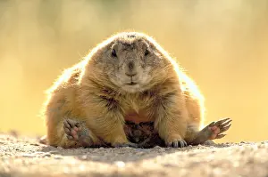 Black Prints: Black-tailed Prairie dog