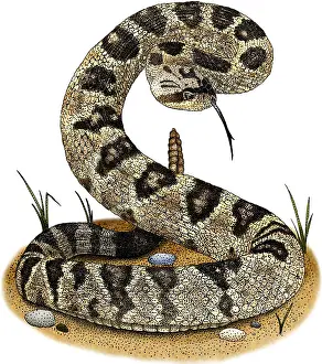 Viperidae Prints: Black-Tailed Rattlesnake