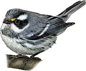 Perched Prints: Black-Throated Gray Warbler