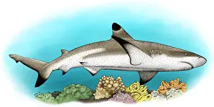 April Prints: Black-Tipped Reef Shark