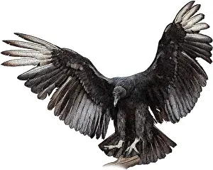 Vulture Prints: Black Vulture