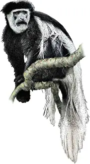 Monkey Prints: Black white colobus monkey
