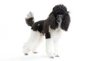 Studio Prints: Black And White Poodle, Parti Colored Dog
