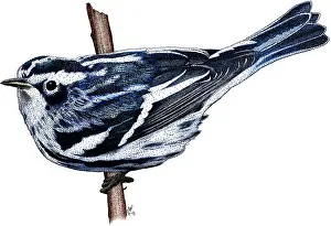 Parulidae Prints: Black and White Warbler