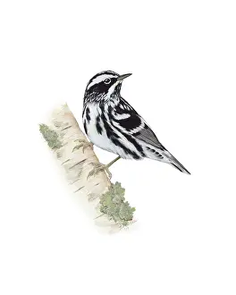 Branches Prints: Black and White Warbler (Mniotilta varia)