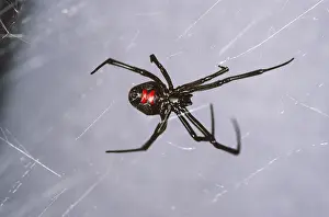 Poisonous Prints: Black Widow