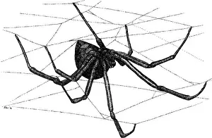 Poisonous Prints: Black Widow Spider