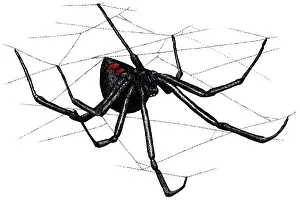 Poisonous Prints: Black Widow Spider