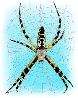 Insect Prints: Black & Yellow Garden Spider