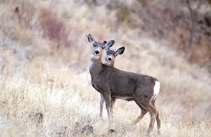 Tail Prints: Blacktail or Mule Deer