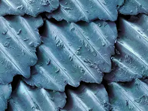 Nature, History, Science Prints: Blacktip Reef Shark Skin, under a microscope (SEM)