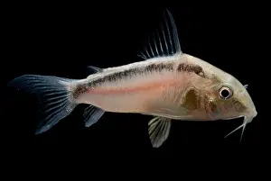 Aquarium Prints: Blacktop Corydoras