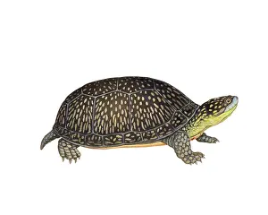 Blanding's Turtle