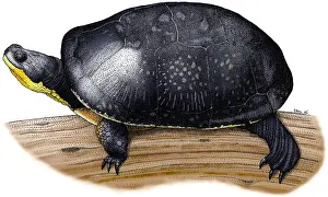 Turtle Prints: Blanding's Turtle