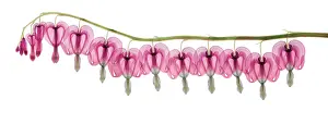 Science Source Collection Prints: Bleeding Heart Flowers, X-ray