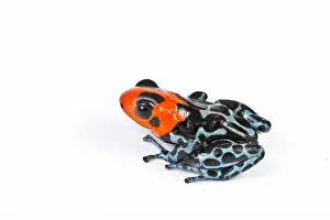 Captive Prints: Blessed Poison Dart Frog