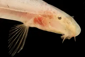 China Prints: Blind Cave Loach (Bibarba parvoculus)