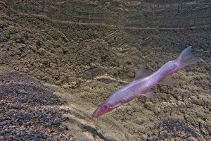 China Prints: Blind Cave Loach (Triplophysa dongganensis)