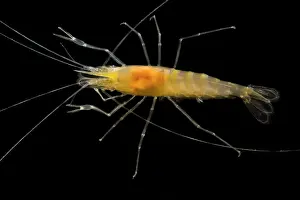 China Prints: Blind Cave Prawn (Macrobrachium sp.)