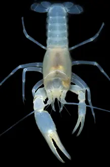 2005 Prints: Blind Groundwater Crayfish