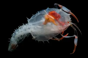Arthropod Prints: Blind lobster