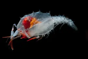 Floor Prints: Blind Lobster larva