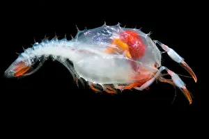 Form Prints: Blind lobster larva (Stereomastis sp.)