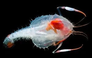 Form Prints: Blind lobster larva (Stereomastis sp.)