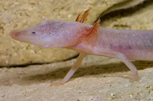 Neoteny Prints: Blind Salamander