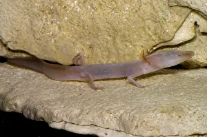 Blind Prints: Blind Salamander