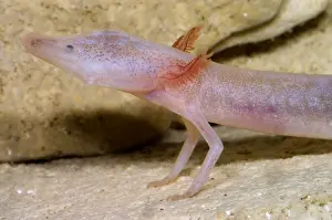 Blind Prints: Blind Salamander