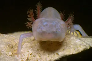 Cave Prints: Blind Salmander