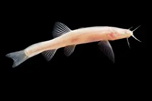 China Prints: BlindCave Loach (Triplophysa jiarongensis)
