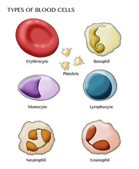 Blood Cell Types, Illustration