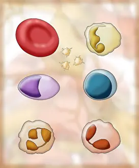 Circulation Prints: Blood Cell Types, Illustration