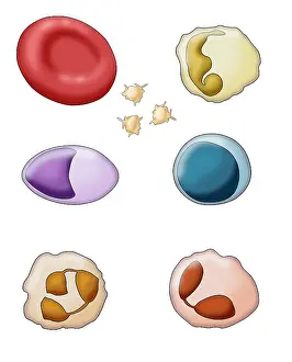 Circulation Prints: Blood Cell Types, Illustration