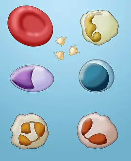 Type Prints: Blood Cell Types, Illustration