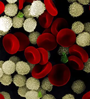 Leukocyte Prints: Blood cells
