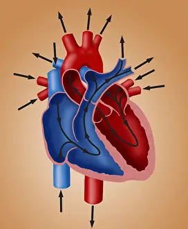 Flow Prints: Blood Flow Diagram