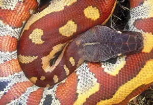 Snake Prints: Blood python