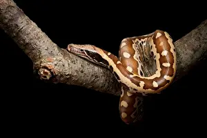 Blood Prints: Blood python (Python brongersmai) on branch
