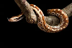 Blood Prints: Blood python (Python brongersmai) on branch