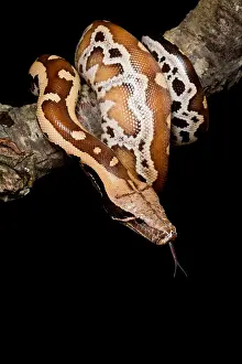 Blood Prints: Blood python (Python brongersmai) on branch