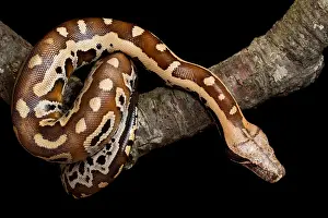 Snake Prints: Blood python (Python brongersmai) on branch