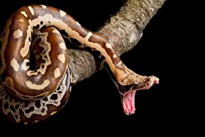 Blood Prints: Blood python (Python brongersmai) stretching jaw