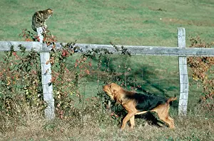 Purebreed Prints: Bloodhound Finds Cat