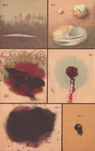 Court Prints: Bloodstain, Blisters, Bullet Holes, 1864