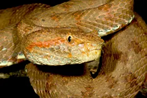 Brown Prints: Blotched Palm Pitviper