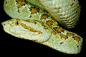 Central Prints: Blotched Palm Pitviper